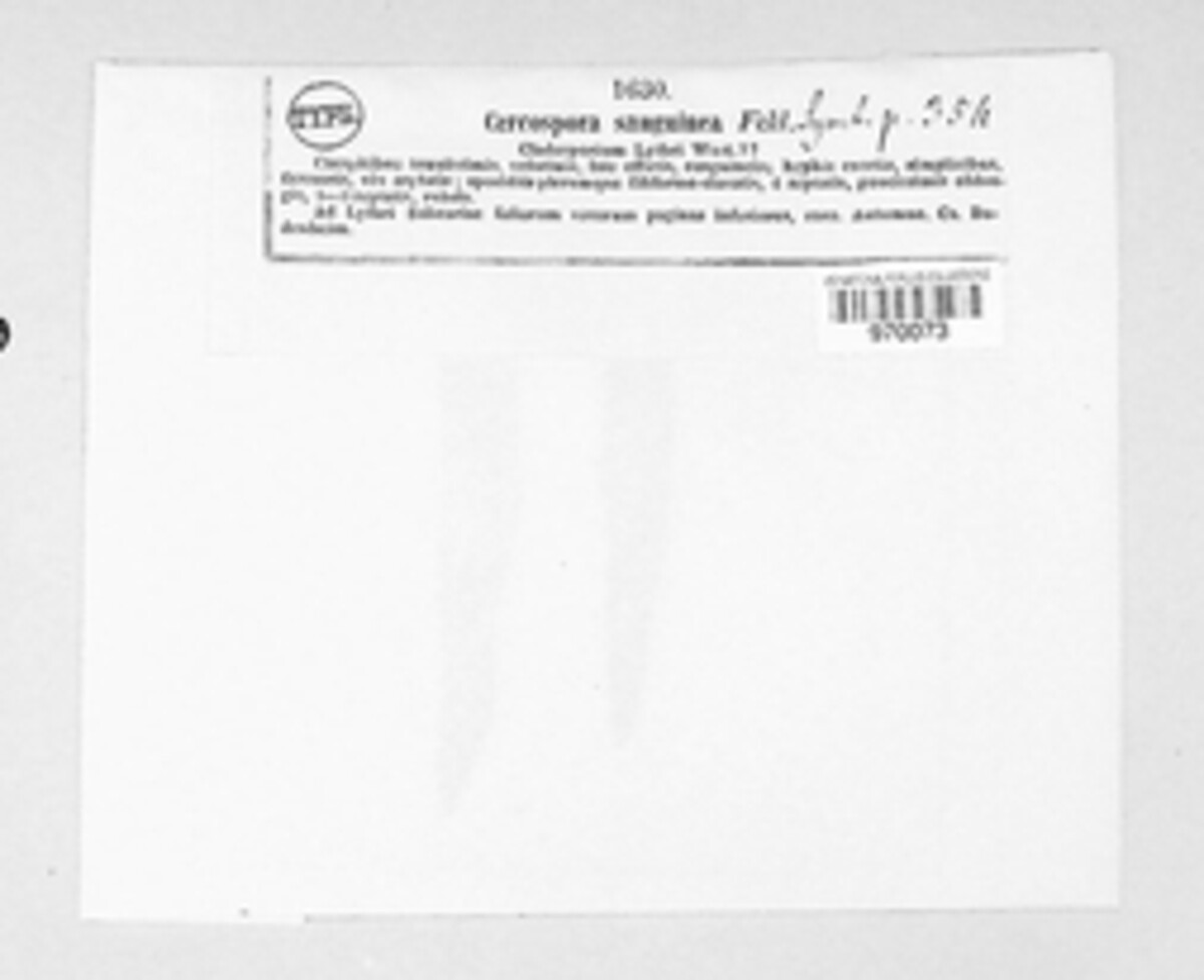 Cercospora sanguinea image